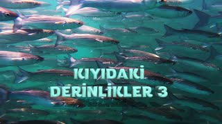 Kıyıdaki Derinlikler 3  İnanılmaz Canlılarla Tanışın [upl. by Euk]