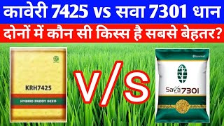 कावेरी 7425 और सवा 7301 धान की उन्नत वैरायटीKaveri 7425 vs Sava 7301 Paddy verietydhan ki kisme [upl. by Wilkison558]