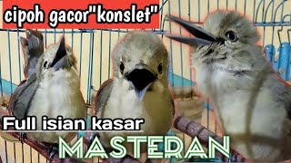 Cipoh gacor quotkonsletquot full isian kasarMasteran burung [upl. by Nona]