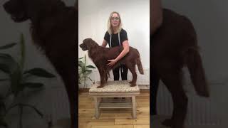 How to measure your dogs girth [upl. by Anitel]