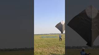 Tauk Kite flyingkite testing pro kite fightingkite patang shorts ⭐⭐⭐⭐⭐⭐⭐⭐⭐ [upl. by Welcome]