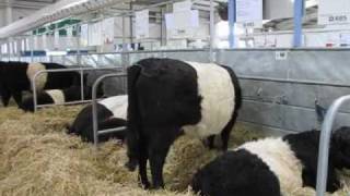 Royal Highland Show 2009 Belties  Belted Galloway Cattle [upl. by Inhoj]