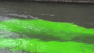 Parades river dyeing coming up for St Patricks Day in Chicago [upl. by Dibru]