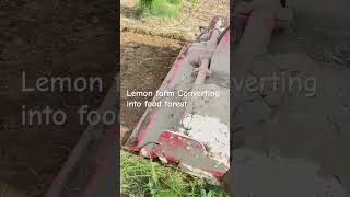 Half acre lemon farm coverting it into food forest  spk farming foodforest shorts [upl. by Bugbee587]