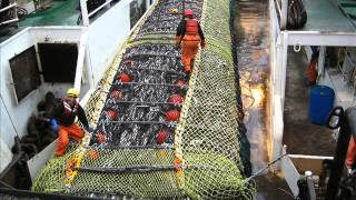 Pollock Fishing in the Bering Sea Alaska [upl. by Noel]