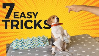 7 Cool Tricks to Teach your Beagle with stepbystep Guide [upl. by Ydniw]