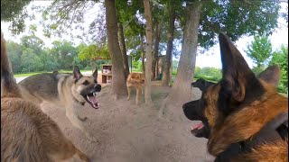 Belgian Malinois Corrects German Shepherd At The Dog Park [upl. by Enenaej81]