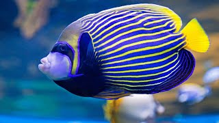 Emperor angelfish Pomacanthus imperator  4K [upl. by Esoj]