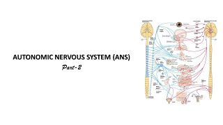 Sympathetic nervous system Prof Dr Md Ashfaqur Rahman [upl. by Kery]