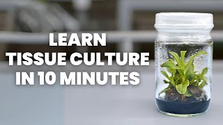 Tissue Culture Beginners Guide  Learn ALL the Basics [upl. by Bert675]