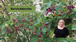 How to Grow and Care for Serviceberries [upl. by Aigneis]