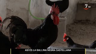 La gallina negra castellana una raza histórica y en peligro de extinción  El campo al día [upl. by Rekoob]