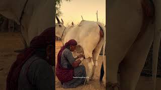 गाँव की सुबह😍 gaon morning villagelife food village desi youtubeshorts shorts life reels [upl. by Saunders]