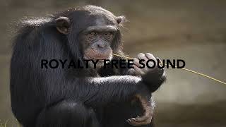 Monkey screeching Sound Effects  Royalty Free Sounds [upl. by Asiruam]