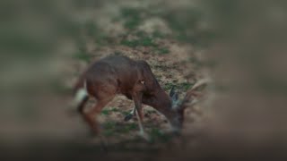 Single Bevel Broadhead Test  IRON WILL  Slow Motion Broadhead Field Test [upl. by Rowley]