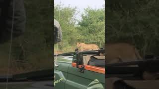 Epic Lioness Duel A Mothers Battle to Keep Her Cubs Safe wildlife africansafari [upl. by Juliana]