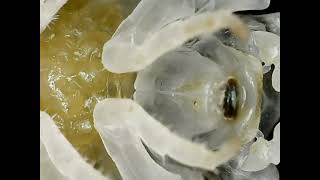 Porcellio Scaber Dairy Cow Marsupium Brood Pouch Closeup [upl. by Adam]