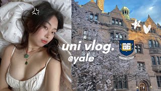 week in my life  yale ₊˚🐰🎐༉₊˚  productive study days good food and birthday vlog [upl. by Fenelia]