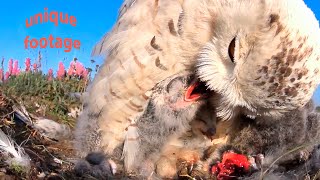 Snowy owl’s story from eggs to big chicks [upl. by Jarlath]