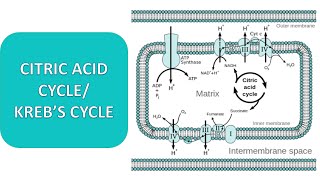 KREBS CYCLE  CITRIC ACID CYCLE CELLAUALR RESPIRATION [upl. by Chamkis893]