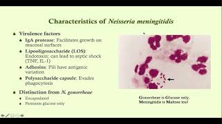 Neisseria meningitidis meningococcal meningitis  Microbiology Boot Camp [upl. by Kanter254]