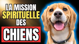 La Mission Spirituelle des CHIENS 🐶🌟 [upl. by Meelas]