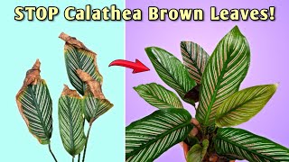 STOP Calathea Brown Leaf Tips  5 ESSENTIAL Calathea Plant Care [upl. by Ataynik]