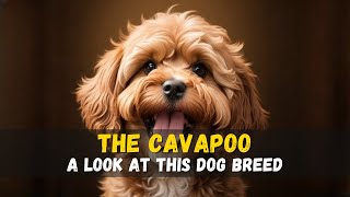 The Cavapoo A Guide [upl. by Shepperd]