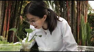 Phytoremediation Home Based Experiment [upl. by Ecarg]