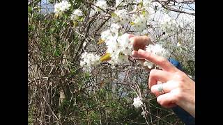 Amelanchier Serviceberry [upl. by Ainoek]