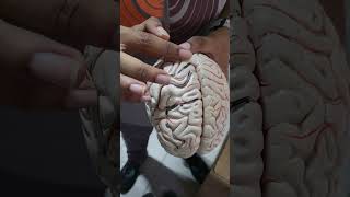 CerebrumAnatomy  Bangla Demonstration By Saalim Sadman  সেরেব্রাম এনাটমি [upl. by Einhoj479]