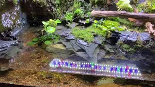 Paludarium with Drip Wall  Red Salamander Habitat Setup [upl. by Orferd]