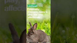 Rabbit Breeds That Make Great Pets 🐇  EXPOSUREEE [upl. by Dorcus]