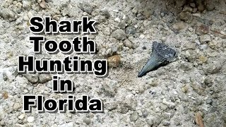 Shark Teeth Hunting for Megalodon and Great Whites in Florida  Fossil Tooth Hunt [upl. by Jacobsen]