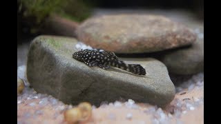 Bristlenose Pleco  Should you get one [upl. by Eissehc475]