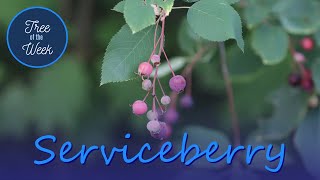 Tree of the Week Serviceberry [upl. by Annahoj]