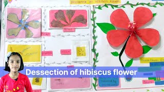 Dissection of Hibiscus Flower with Complete ExplanationPractical2By ProfPrakash SurveModerator [upl. by Aisenet302]