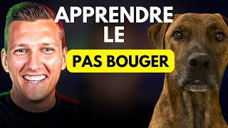 Apprendre Facilement le PAS BOUGER à Son CHIEN ou CHIOT [upl. by Fishman156]