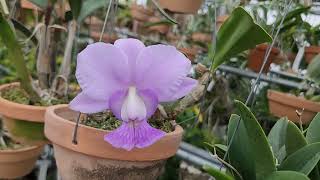 Cattleya walkeriana coerulea CK one × coerulea Rafael Covolan [upl. by Assilram]