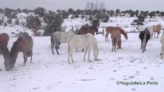 YEGUAS LUSITANAS EN LA NIEVE [upl. by Dionis658]