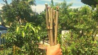 Growing Mulberry Trees from Cuttings [upl. by Aihsemat]