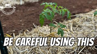 Mulching Tomato Plants 🍅 [upl. by Anahs80]