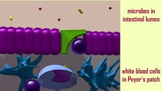 M cells amp FAE of Peyers patches [upl. by Asiuqram435]