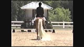 Avanti Haflinger stallion First Level Dressage [upl. by Asillam534]