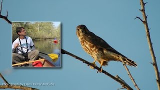 Fall Bird Migration On Delmarva [upl. by Akenot]