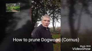 How to prune Dogwood Cornus [upl. by Aisa322]