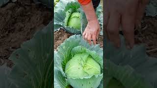 Growing Cabbage in detail step by step a successful and high yielding crop [upl. by Jocko8]