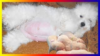 White Toy Poodle Dog Breeds Pregnancy Giving Birth To Five Cute Puppies [upl. by Schecter]