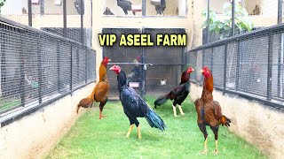 Best aseel murgha farm in pakistan [upl. by Azile]