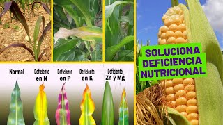 🌽 COMO IDENTIFICAR LA CARENCIA DE NUTRIENTES EN PLANTAS  Deficiencias de Nutrientes en Maíz [upl. by Yleme723]